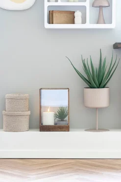 House Nordic Aloe vera