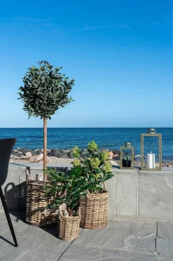 House Nordic Fikonträd