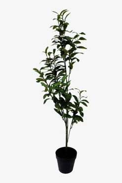 Nordic Furniture Group Konstväxt Viridis Olive Tree
